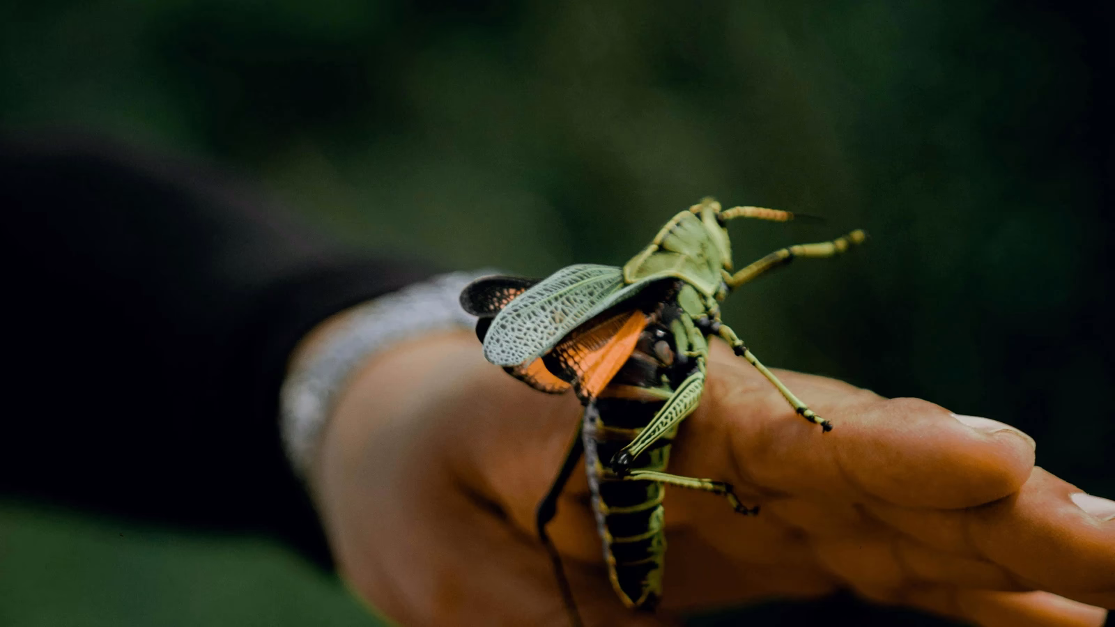Entomolog (‘specjalista od owadów’)
